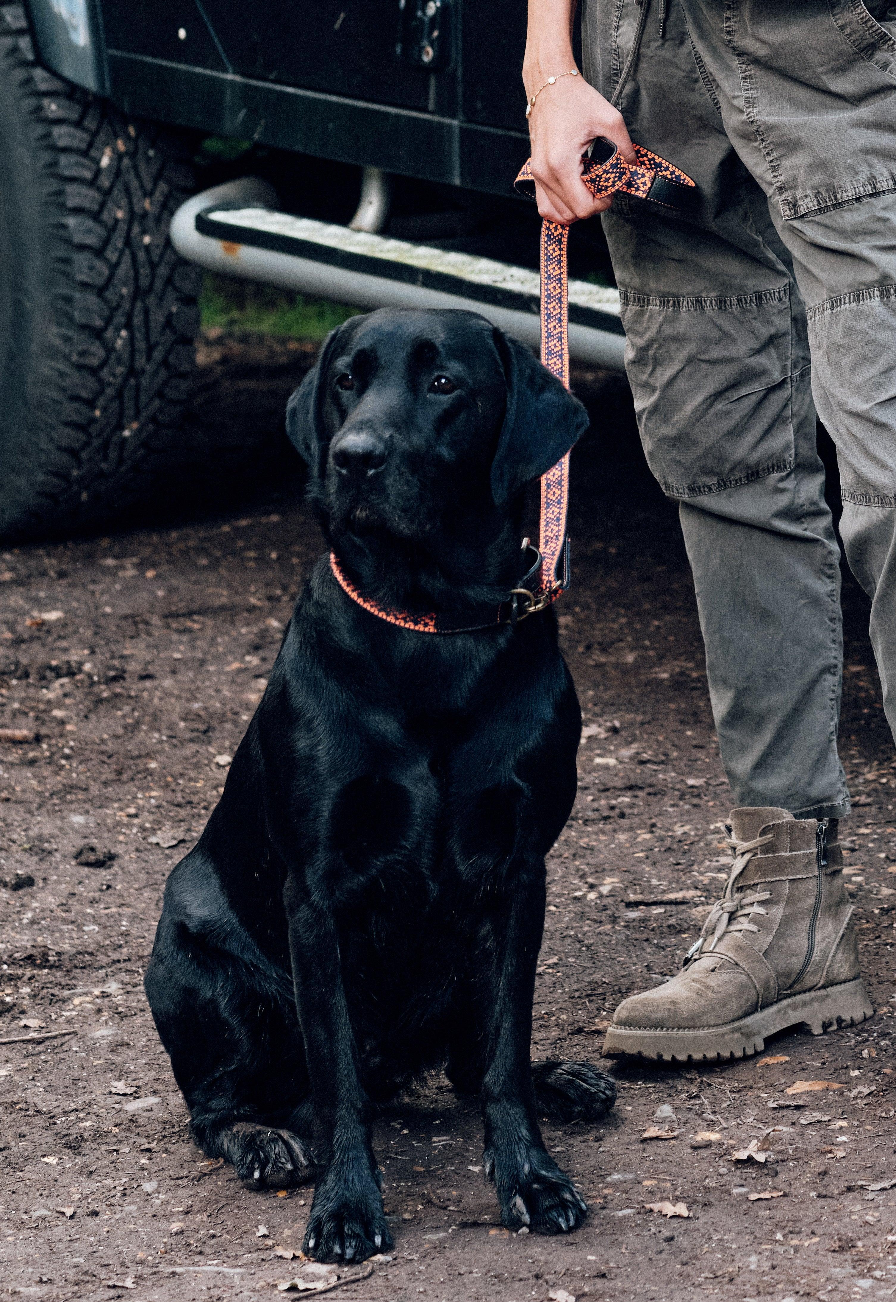 Collar and Lead Set - Orange & Navy - Image 5